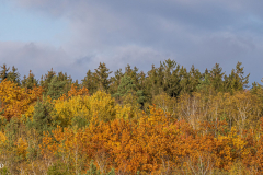Herbstfärbung