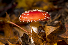 Fliegenpilz