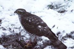 Sperber oder Habicht