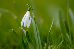Schneeglöckchen