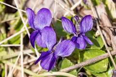 Wohlriechendes Veilchen