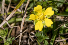 Frühlings-Fingerkraut