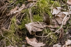 G907787-SD-SD