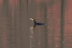 Kormoran