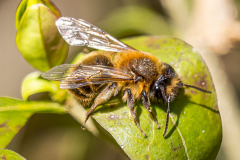 Wildbiene - Frühlingspelzbiene ?