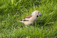 Kernbeisser