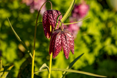 Schachbrettblume