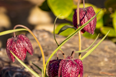 Schachbrettblume