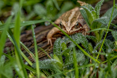 Grasfrosch
