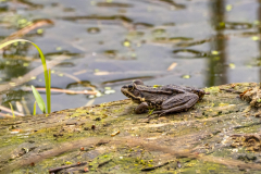 Frosch