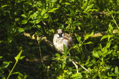 Sperling - Jungvogel