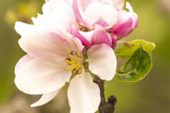 Apfelblüte