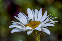G901231-SD