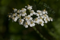 G901247-SD