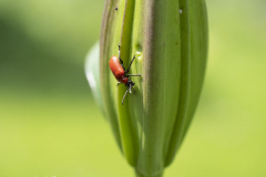 Chrysomelidae (Blattkäfer)