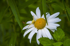 Veränderliche Krabbenspinne