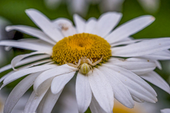 Veränderliche Krabbenspinne