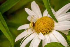 Veränderliche Krabbenspinne