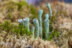 Flechten im Moos
