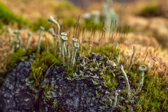 Flechten  im Moos