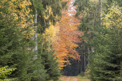 Waldweg