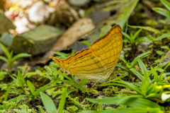 G903162