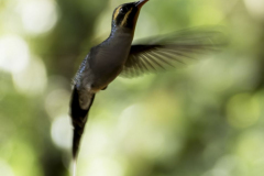 2017-02-Costa_Rica-047