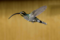 2017-02-Costa_Rica-197