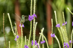 2017-02-Costa_Rica-223
