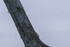 G904542