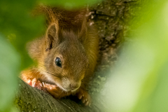 Eichhörnchen