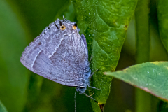 Blauer Eichen-Zipfelfalter