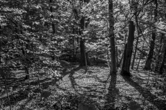 G5_5208