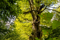 G5_5211