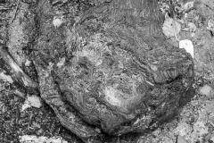 G5_5243