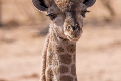 Jungtier Giraffe