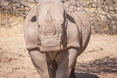 Breitmaulnashorn