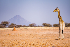 Landschaft mit Giraffe