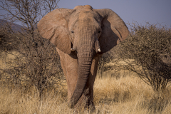 Elefant