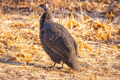 Perlhuhn
