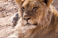 Löwe