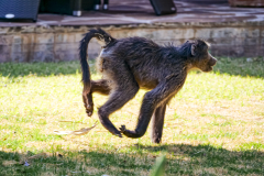 Pavian auf der Flucht
