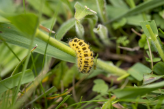 Sechsfleckwidderchen-Deutschland