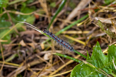 Vierpunkt-Flechtenbaerchen-Deutschland