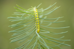 Wolfsmichschwaermer-Jungtier-Deutschland