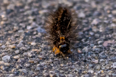 unbekannt-1-Deutschland