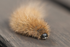 unbekannt-3-Deutschland-1