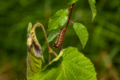 unbekannt-Deutschland