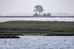 Kirr im Bodden