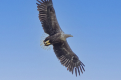 Seeadler am Bodden